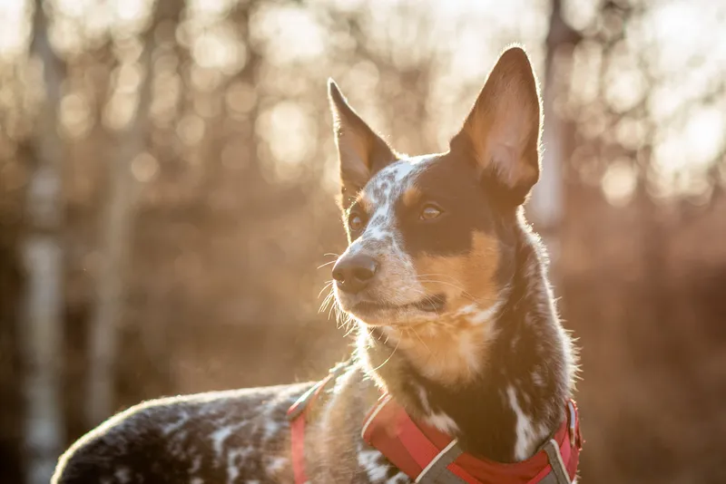 Australian Cattle Dog with red harness in warm golden hour sunlight through trees