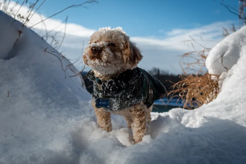 Curly-haired dog wearing dark jacket standing in deep snow on sunny winter day