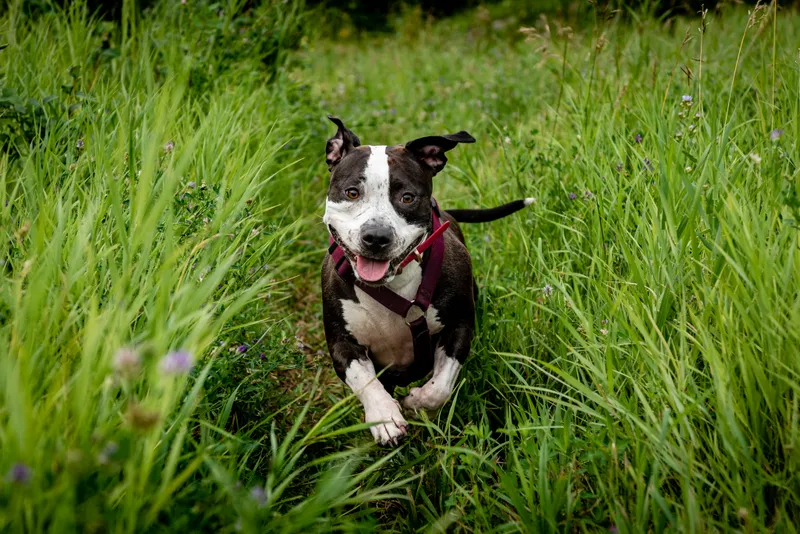 Black and white pit bull type dog sitting in tall green grass with red harness