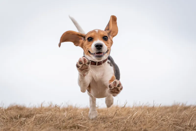 Happy beagle dog running towards camera with ears flying in open field