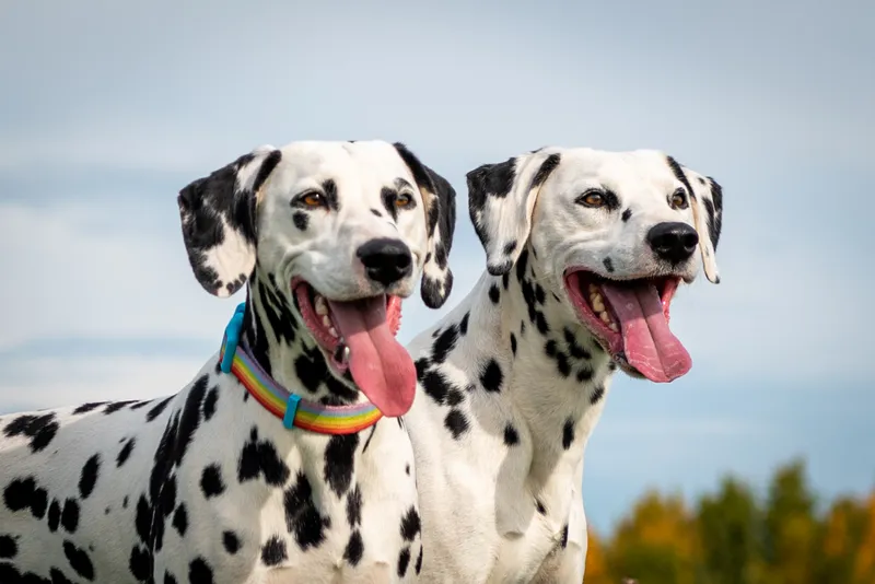 Two smiling Dalmatians with tongues out against blue sky in Edmonton