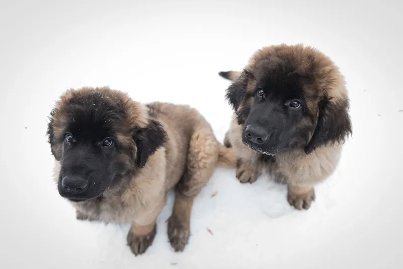 Two adorable German Shepherd puppies sitting together in white snow looking up at camera