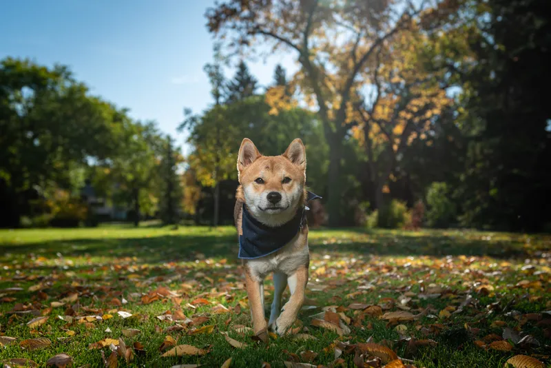 Shiba Inu dog sitting in park with colorful fall leaves scattered on grass