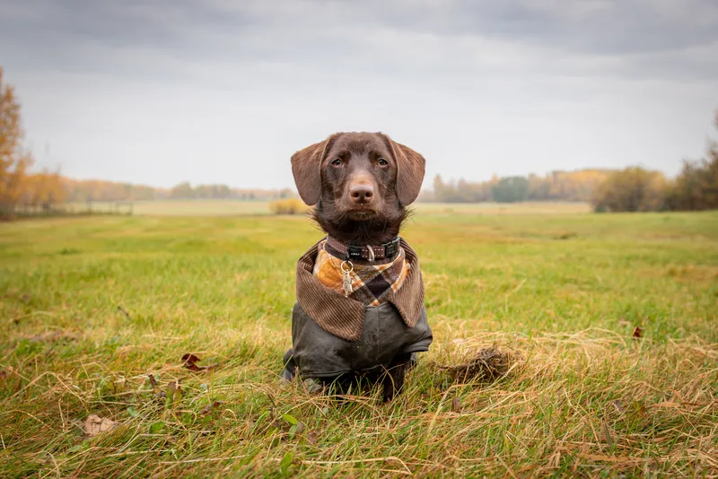 Brown Daschund wearing plaid bandana sitting in autumn field Edmonton