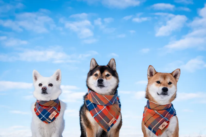 Three Shiba Inu dogs wearing matching plaid bandanas sitting against blue sky with white clouds