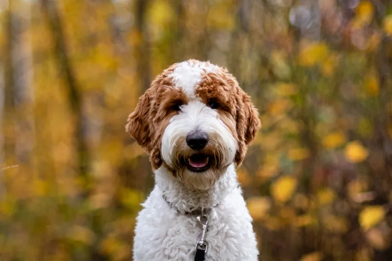 Happy goldendoodle with curly red and white coat sitting in autumn forest with golden leaves