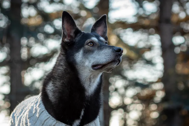 Black and white dog with pointed ears looking up in forest setting with bokeh background