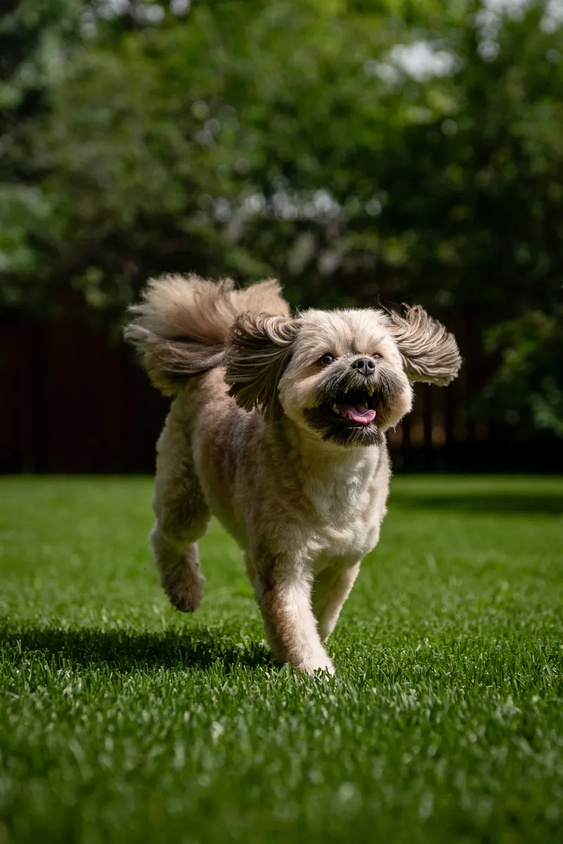 Small fluffy dog running across green grass with ears flying in Edmonton park