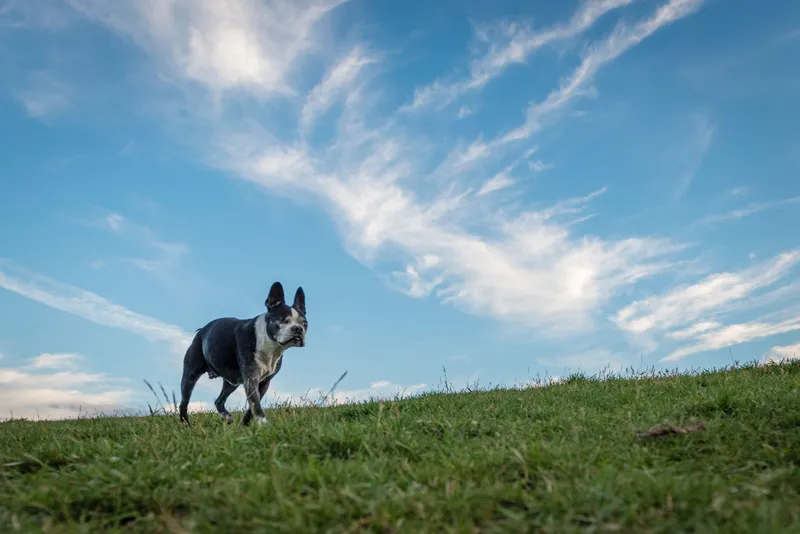 Black and white Boston Terrier dog running across green grass under dramatic blue sky
