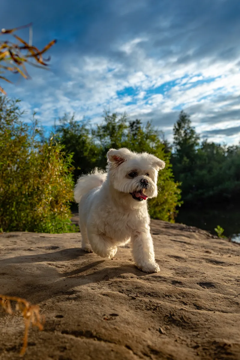 Small white fluffy dog sitting on rock ledge with blue sky and trees behind
