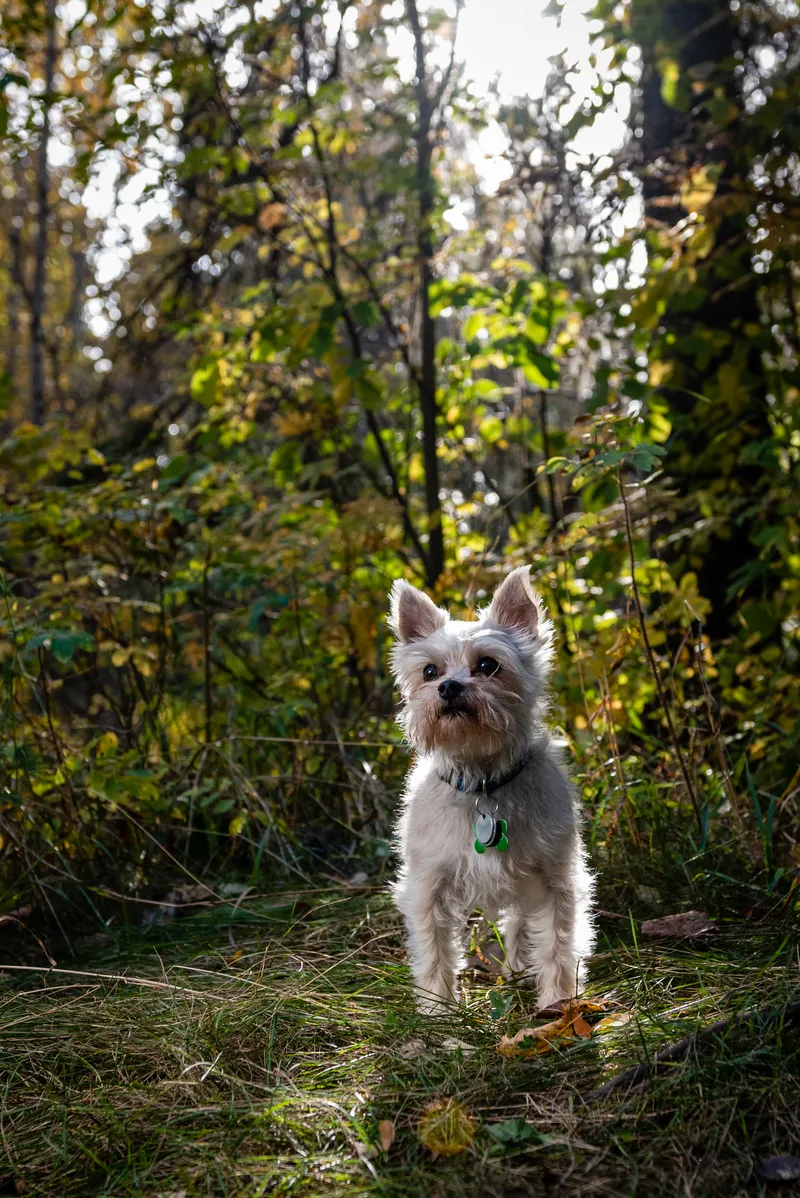 Small Yorkshire Terrier sitting in dappled sunlight on forest trail surrounded by fall foliage