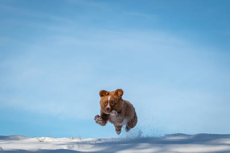 Nova Scotian Duck Tolling Retriever jumping through deep snow against blue sky in Edmonton winter