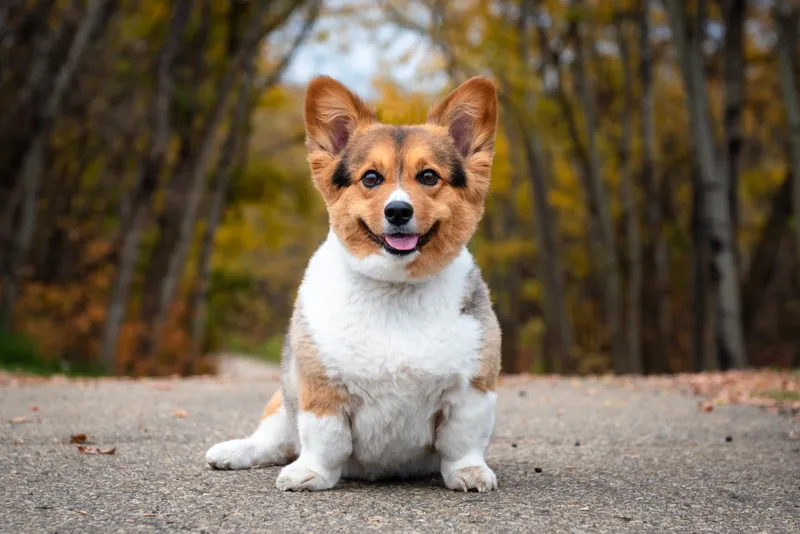 Smiling Pembroke Welsh Corgi sitting on path with autumn trees behind