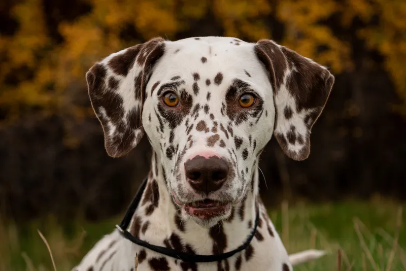 Beautiful Dalmatian dog portrait with amber eyes against warm autumn foliage backdrop