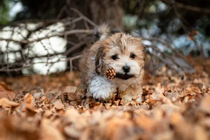 Small fluffy puppy holding pinecone in mouth among autumn leaves