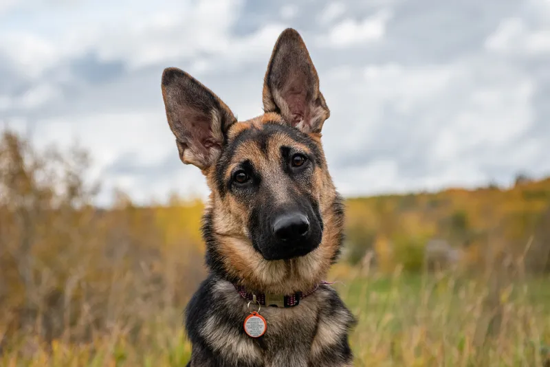 German Shepherd dog portrait with autumn trees and cloudy sky background