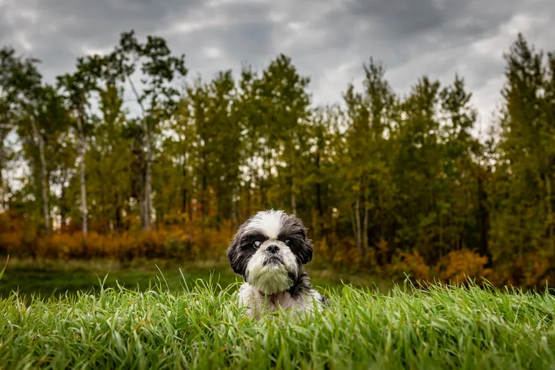 Small black and white Shih Tzu dog sitting in green grass with autumn trees background
