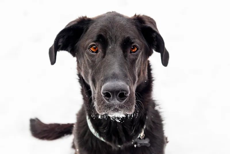 Black dog with amber eyes portrait on white background with snow on muzzle