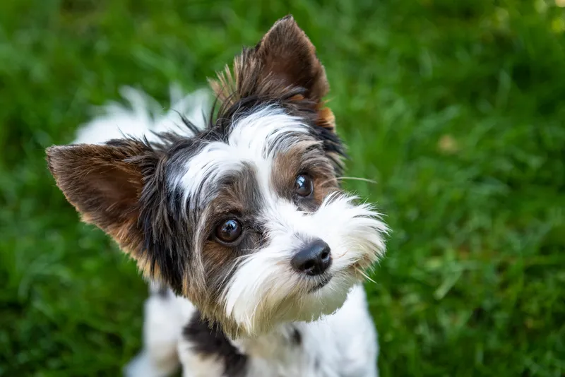 Close-up portrait of Yorkshire Terrier with tilted head against green foliage background