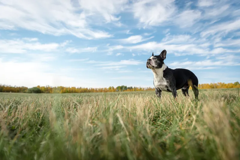Black and white French Bulldog standing in grassy field under cloudy sky