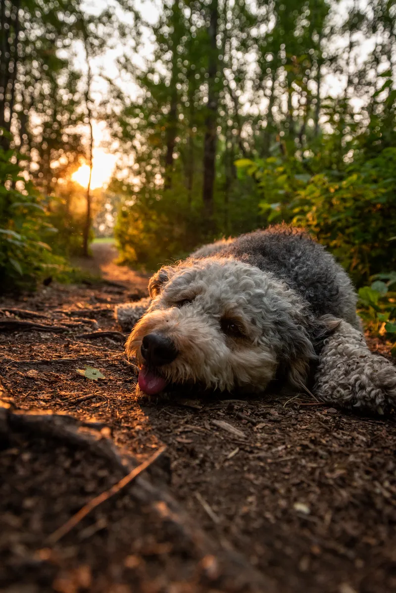 Gray and white curly-coated dog resting on forest trail during golden hour Edmonton