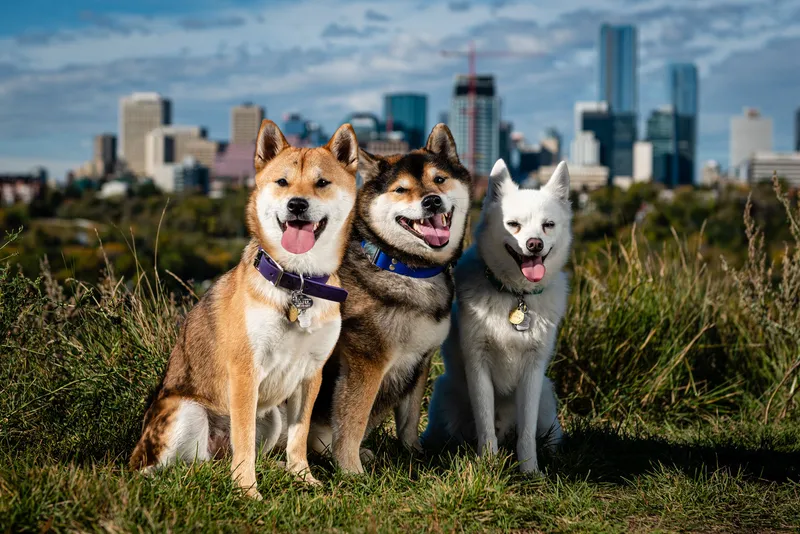 Three happy Shiba Inu dogs sitting together with Edmonton downtown skyline in background