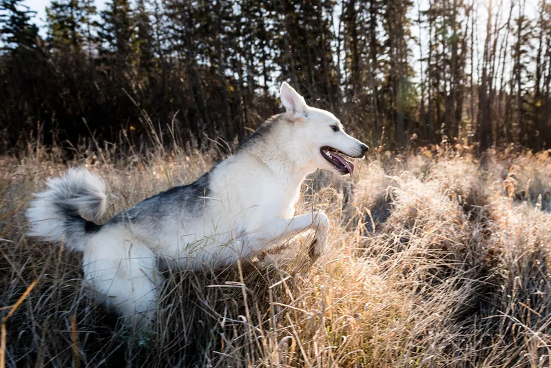White and gray husky dog sitting in tall golden prairie grass during golden hour