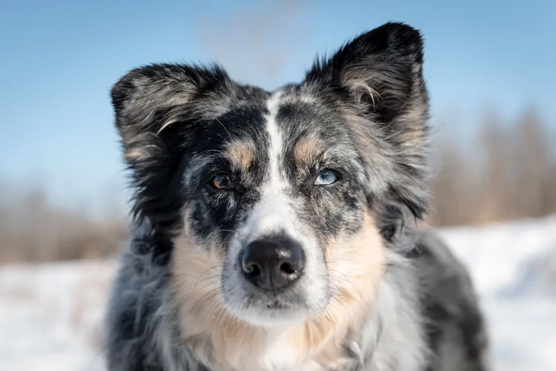 Close-up portrait of merle Australian Shepherd with blue eyes in snowy winter setting