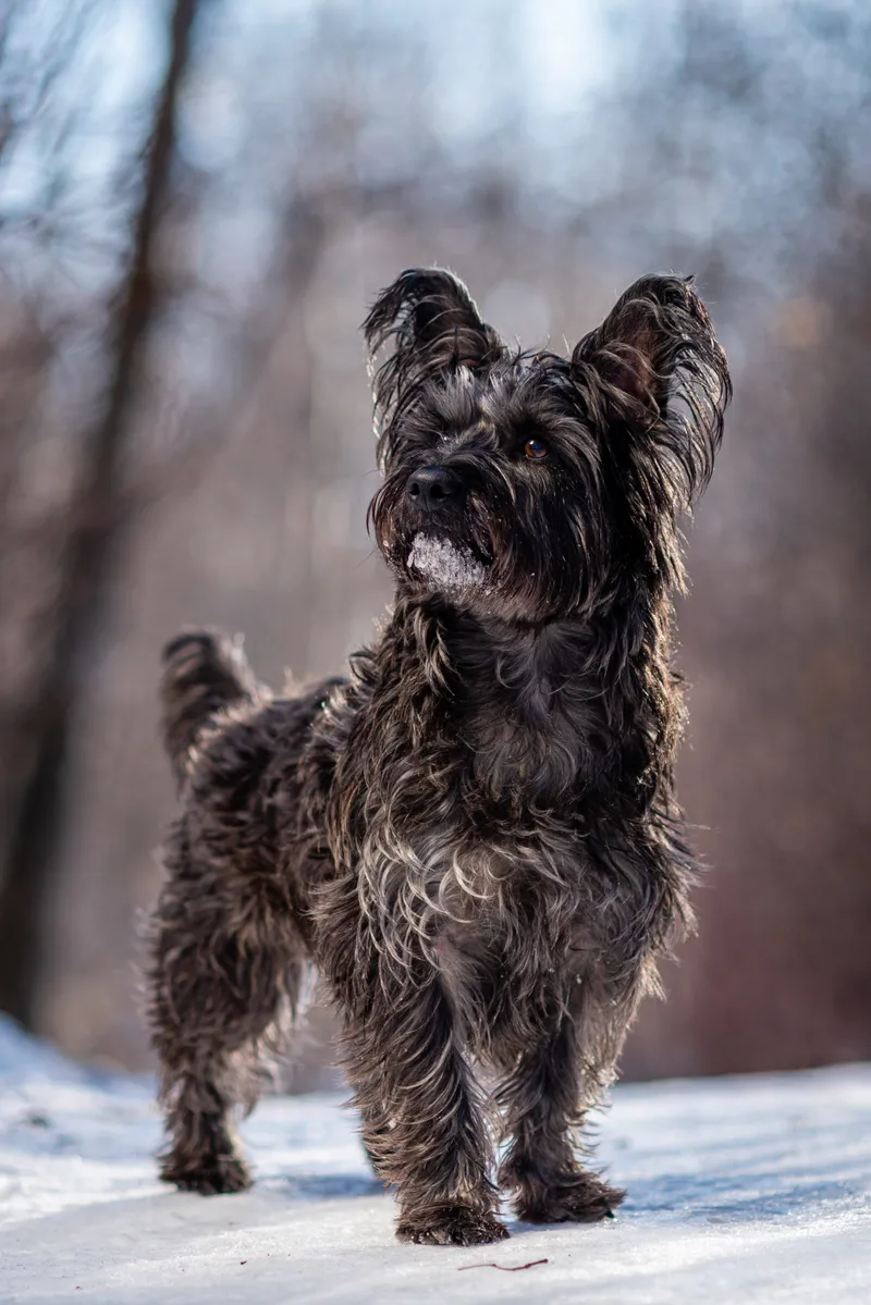 Small fluffy dark dog running through snow with winter trees in background