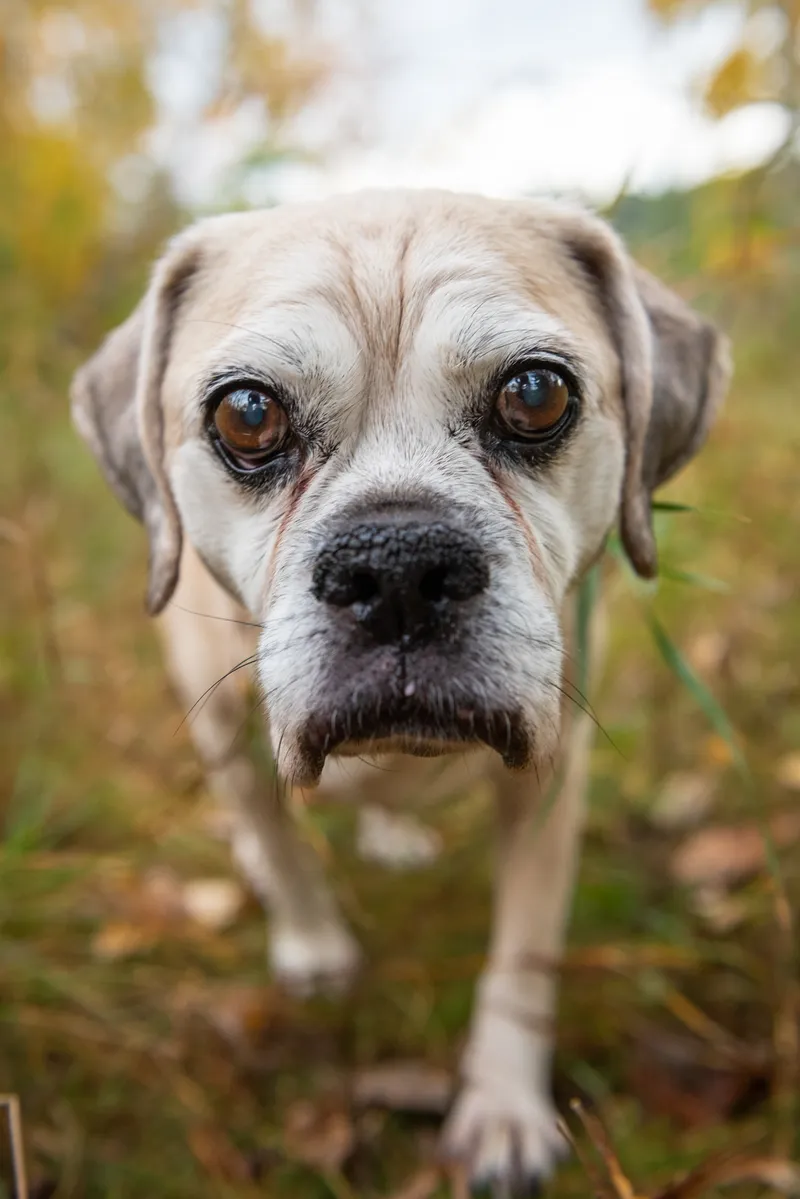 Gray and white dog with brown eyes in intimate close-up portrait outdoors