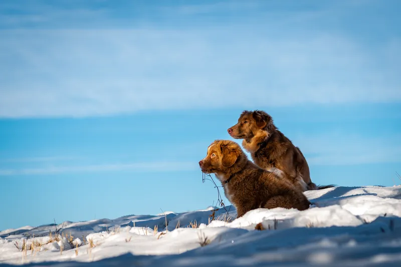 Two brown dogs sitting together in snow against bright blue winter sky