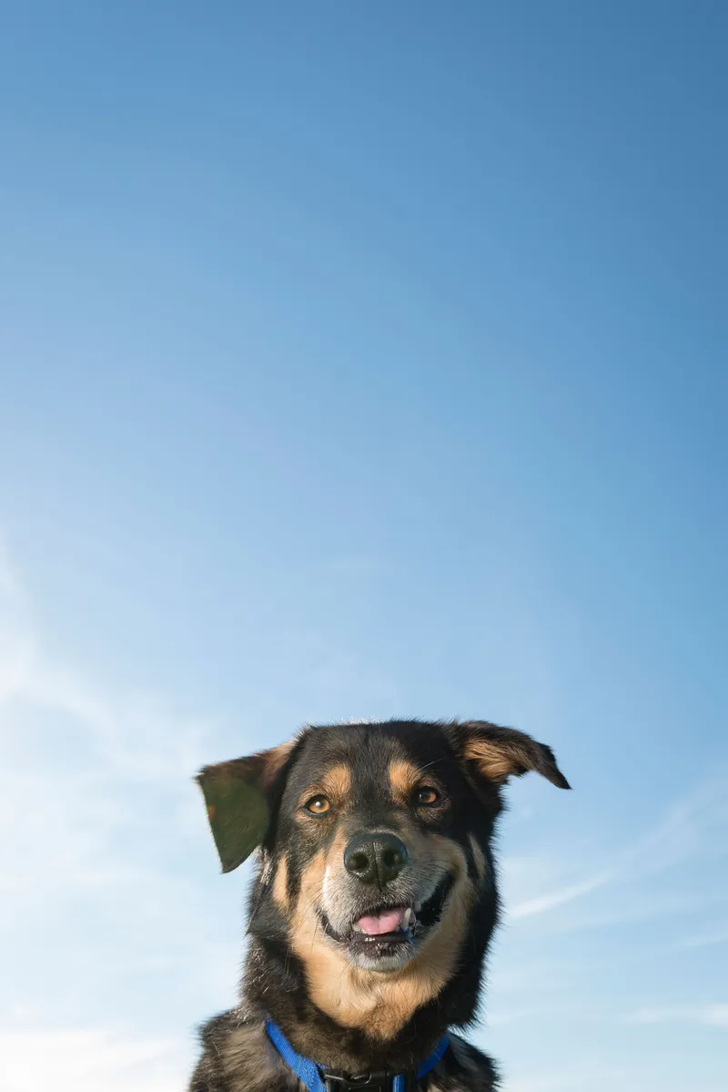 Black and tan dog with blue collar smiling against clear blue sky background