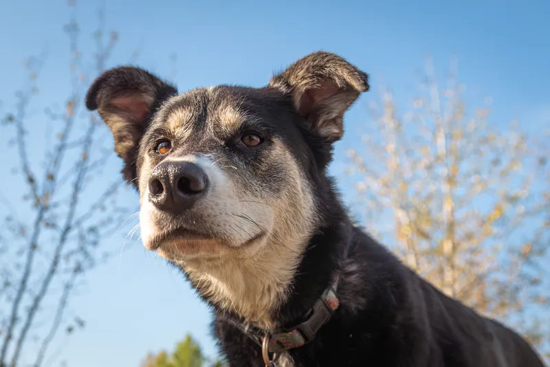 Close-up portrait of German Shepherd mix dog with graying muzzle outdoors in Edmonton