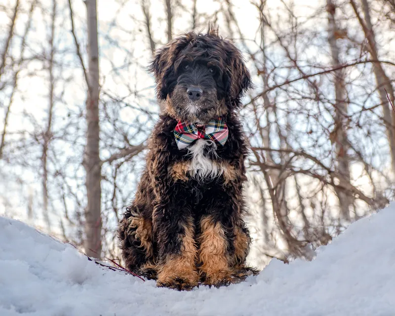 Bernedoodle puppy sitting in snow wearing red plaid bandana among bare winter trees