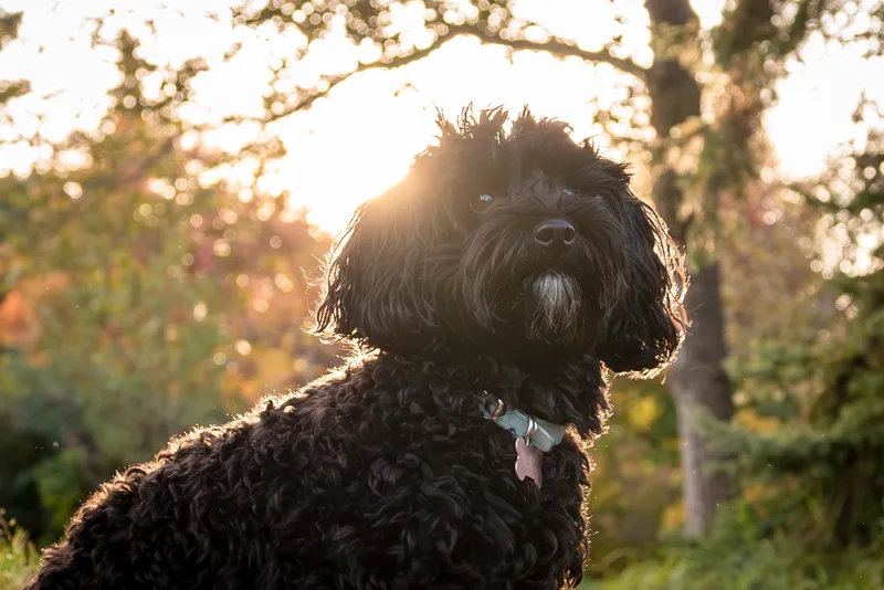 Black curly-coated dog with beautiful golden hour backlighting in natural outdoor setting