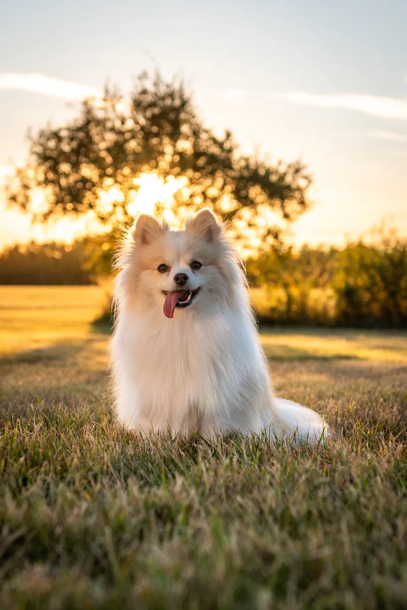 Happy white Pomeranian dog sitting in grass during golden hour sunset