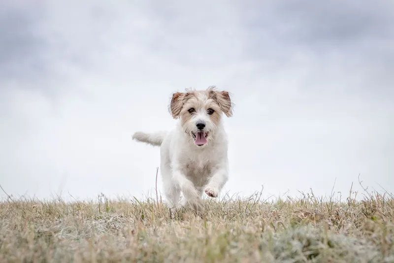 White and brown mixed breed dog running joyfully across grassy field under cloudy sky