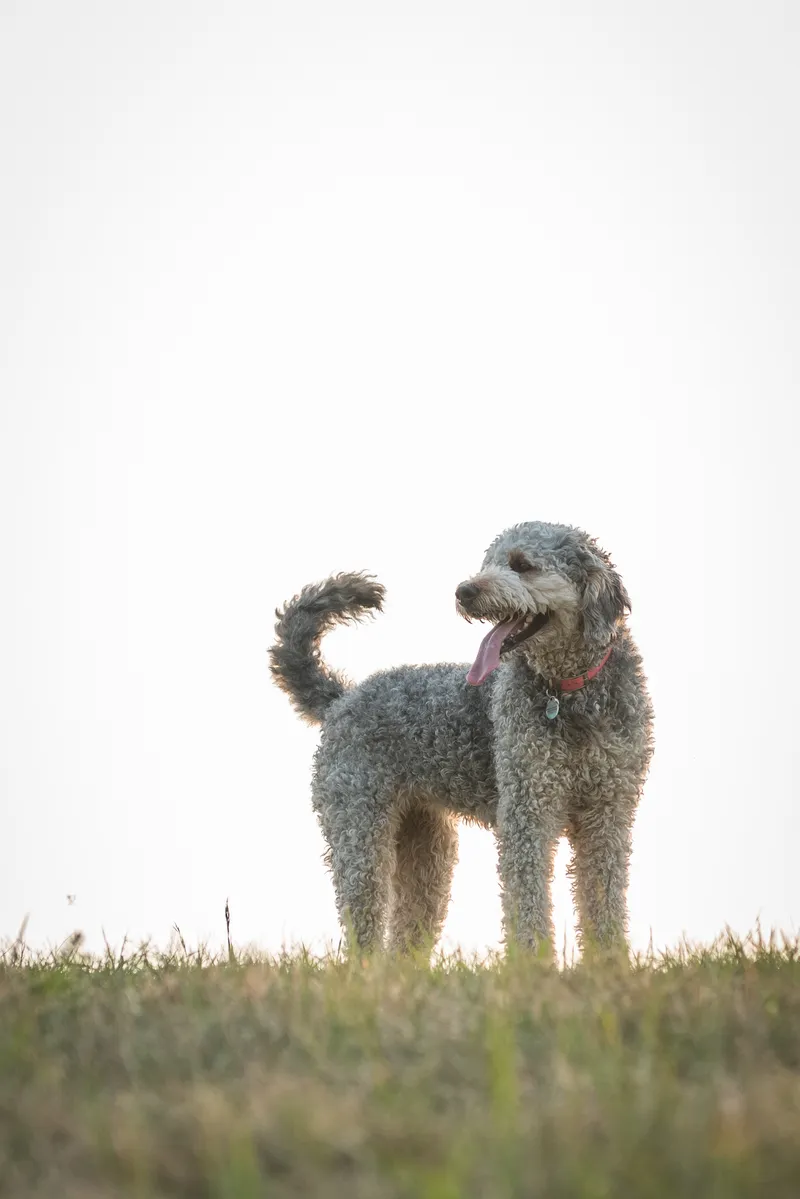 Gray poodle with tongue out standing on grassy hill against bright overcast sky