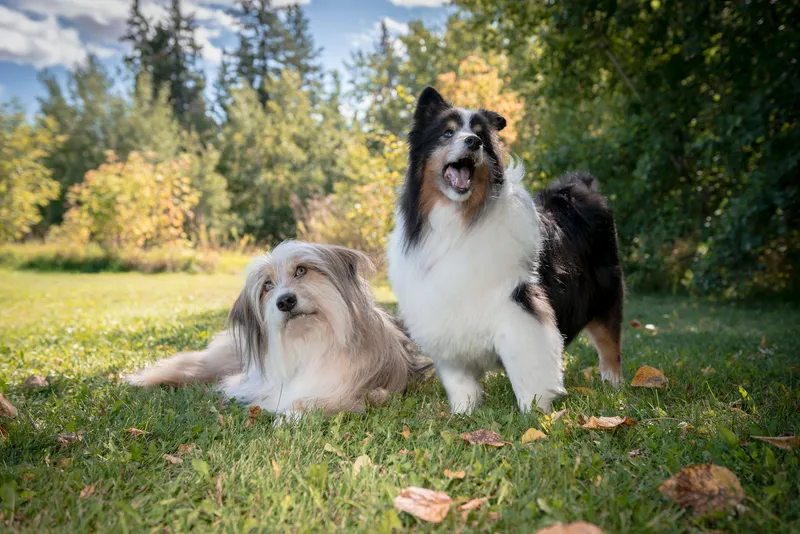 Two fluffy dogs sitting together on grass with autumn trees in background