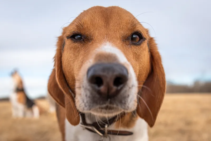 Close-up portrait of beagle dog with nose prominent against open field background
