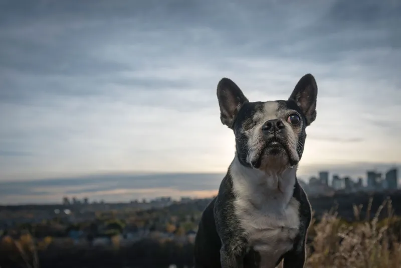 French Bulldog portrait with Edmonton city skyline background at golden hour