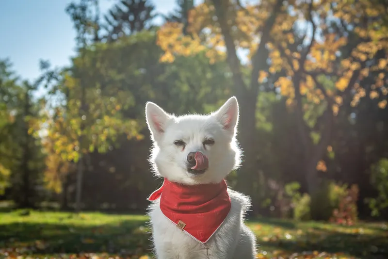 White fluffy dog wearing red bandana sits in sunny Edmonton park with autumn foliage