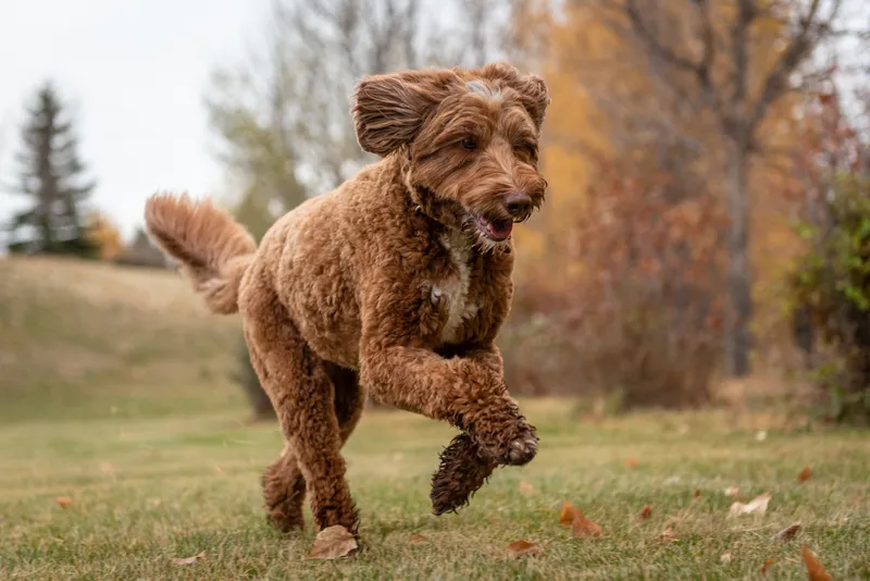 Brown curly-coated dog running energetically across grass with autumn trees in background