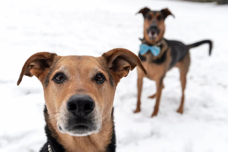 Two brown and black dogs standing in snow during winter photoshoot