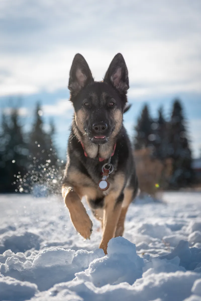 German Shepherd dog running energetically through deep snow with snow spray