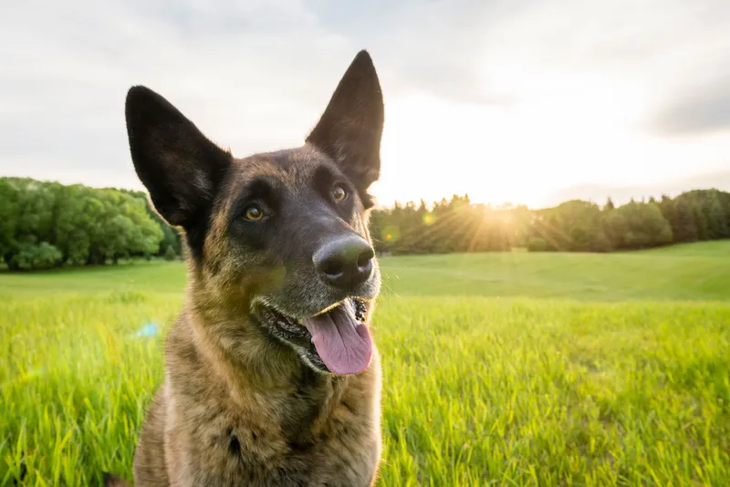 German Shepherd dog with tongue out in green field during golden hour sunset