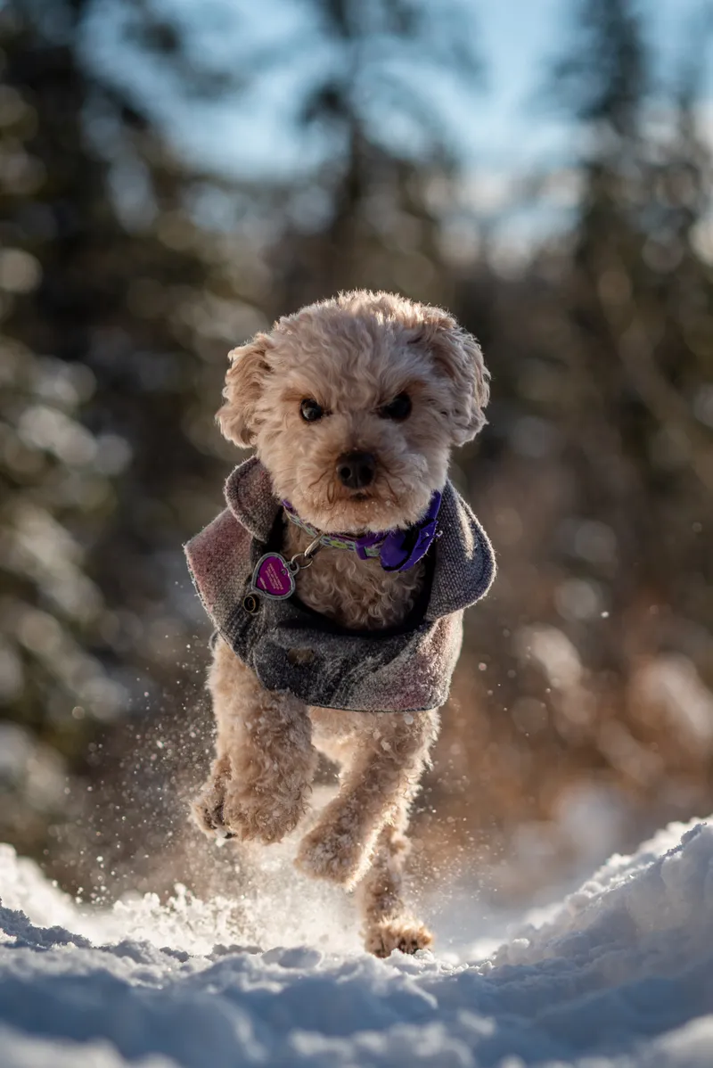 Small cream poodle mix dog wearing winter coat running through deep snow in Edmonton