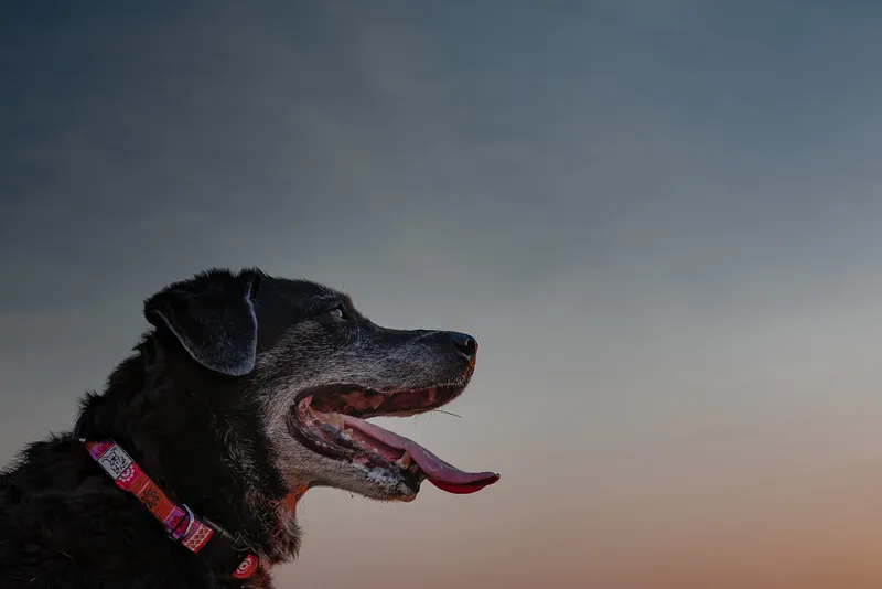 Black dog with tongue out in profile against dramatic orange and blue sunset sky