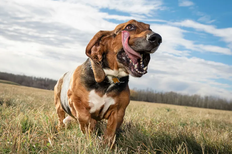 Basset Hound with tongue out running through grass field under blue sky