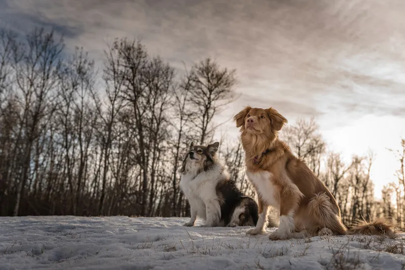 Two dogs sitting together in snow during golden hour winter photography session